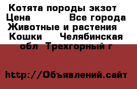 Котята породы экзот › Цена ­ 7 000 - Все города Животные и растения » Кошки   . Челябинская обл.,Трехгорный г.